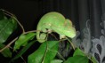 Chameleón Jemenský - Tezzy